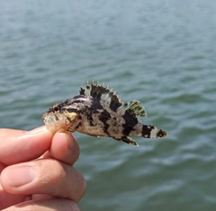 タケノコメバルの釣果