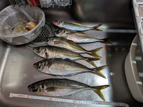 アジの釣果