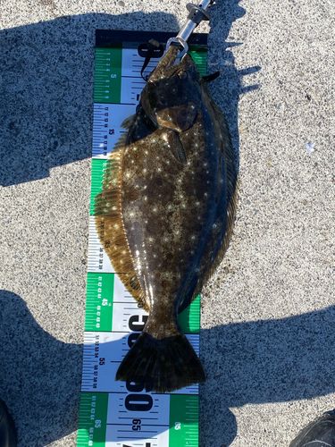 ヒラメの釣果