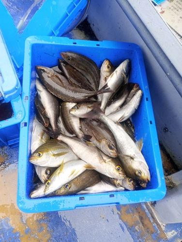 イサキの釣果