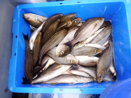 イサキの釣果