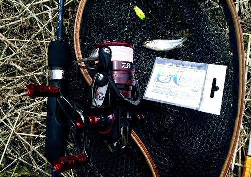 カワムツの釣果