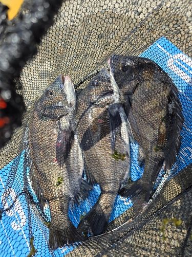 チヌの釣果