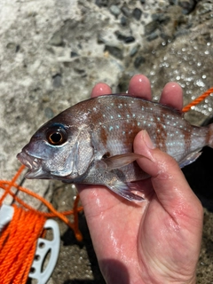 タイの釣果