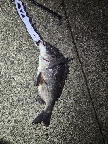 チヌの釣果