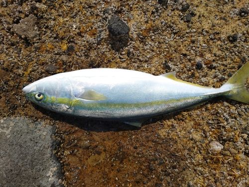 フクラギの釣果