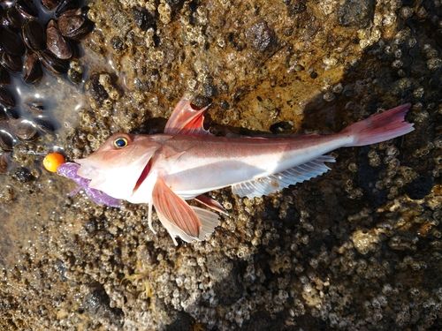 カナガシラの釣果
