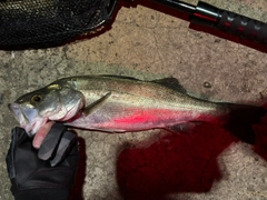 スズキの釣果