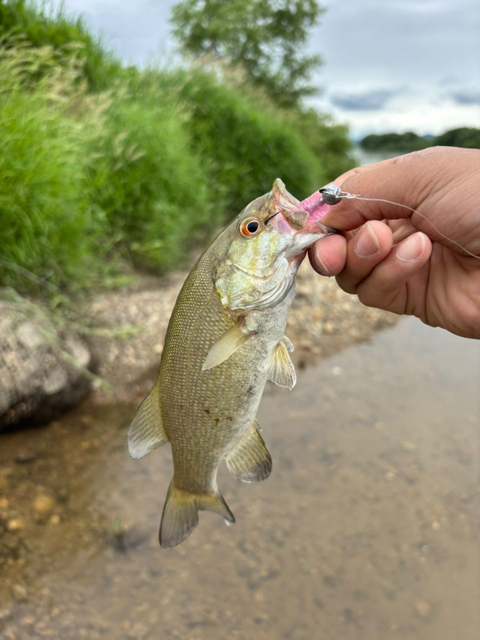 スモールマウスバス