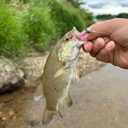 スモールマウスバス