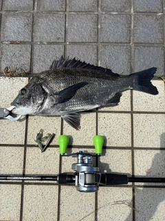 チヌの釣果
