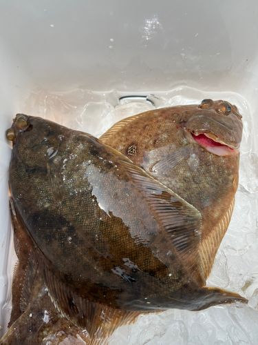 マコガレイの釣果