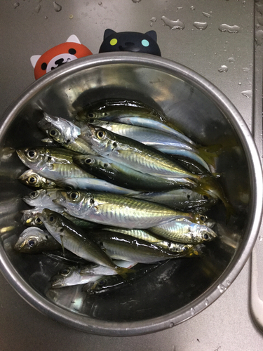 アジの釣果