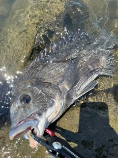 クロダイの釣果