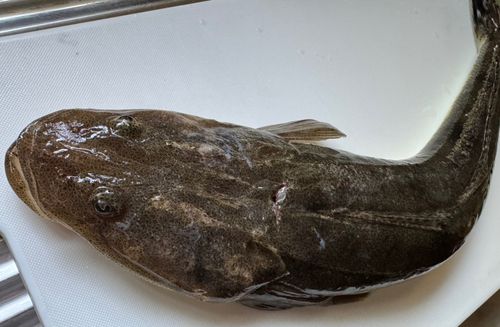 マゴチの釣果