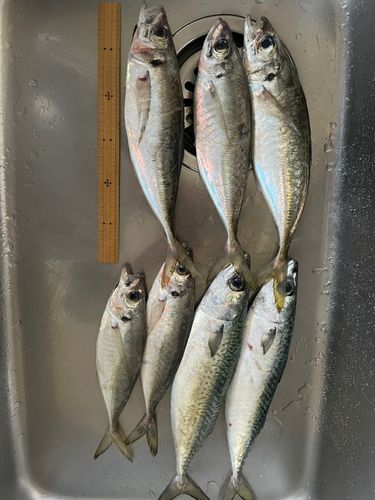 アジ