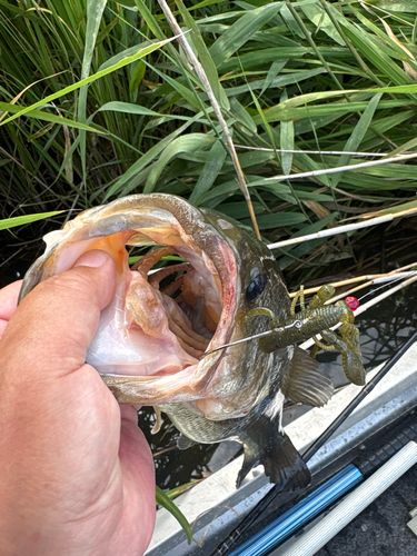 ブラックバスの釣果