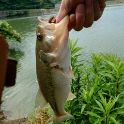 ブラックバス