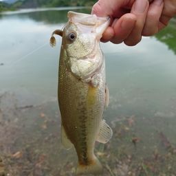 ブラックバス