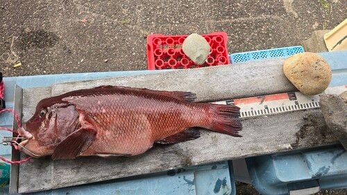 カンダイの釣果