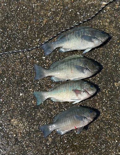 グレの釣果