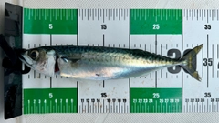 マサバの釣果