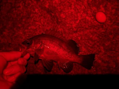 メバルの釣果