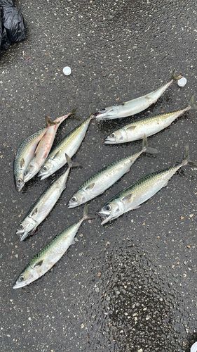 サバの釣果