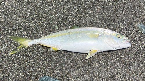 ワカシの釣果