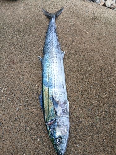 サゴシの釣果