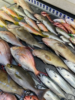 イサキの釣果