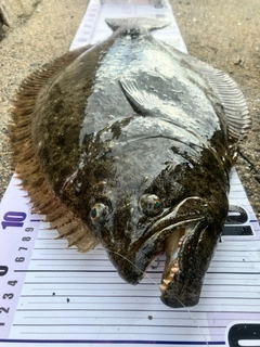 ヒラメの釣果
