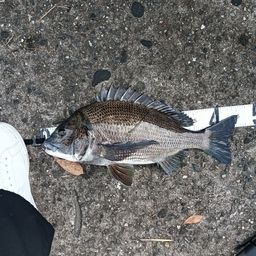 クロダイ