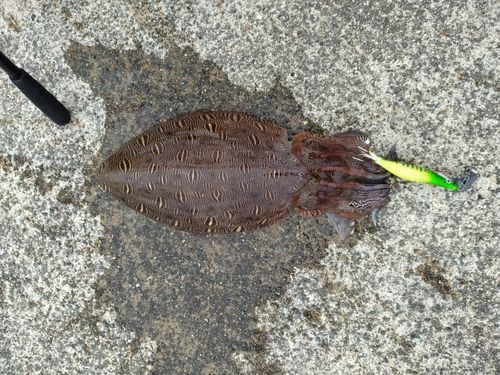 コウイカの釣果