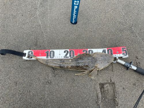 マゴチの釣果