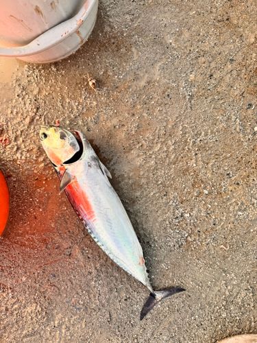 ソウダガツオの釣果