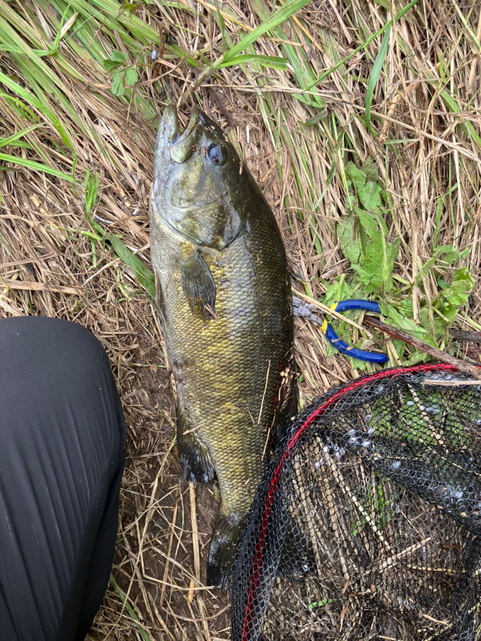 スモールマウスバス