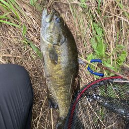 スモールマウスバス