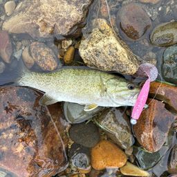 スモールマウスバス