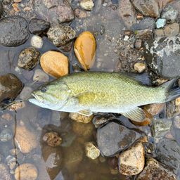 スモールマウスバス