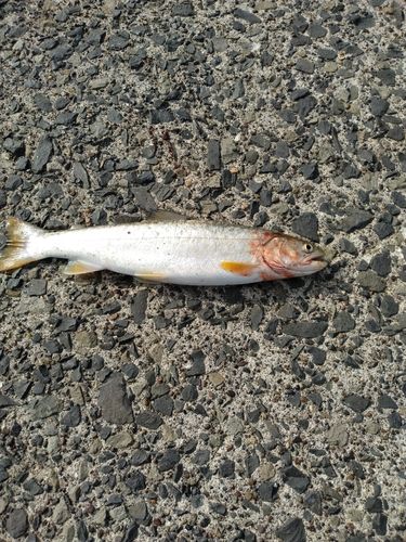 アメマスの釣果