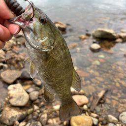 スモールマウスバス