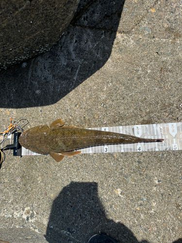 マゴチの釣果