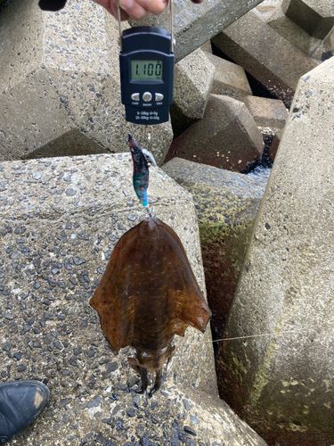 アオリイカの釣果