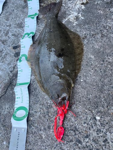 ヒラメの釣果