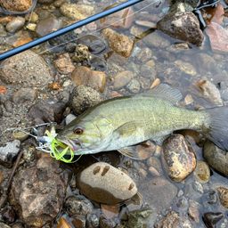 スモールマウスバス