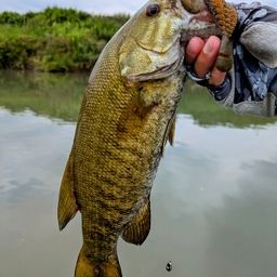 スモールマウスバス