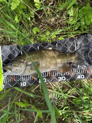 スモールマウスバスの釣果