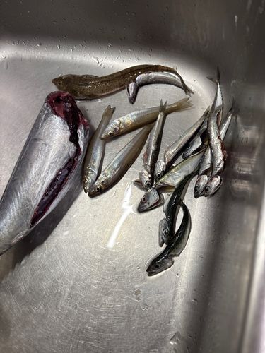ソウダガツオの釣果