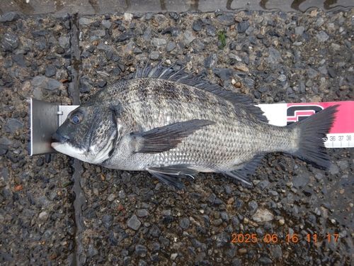 クロダイの釣果